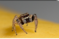 Une Saltique. Un mle (Araneae - Salticidae - Icius subinermis)
